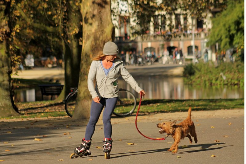 Dogs friendly Amsterdam