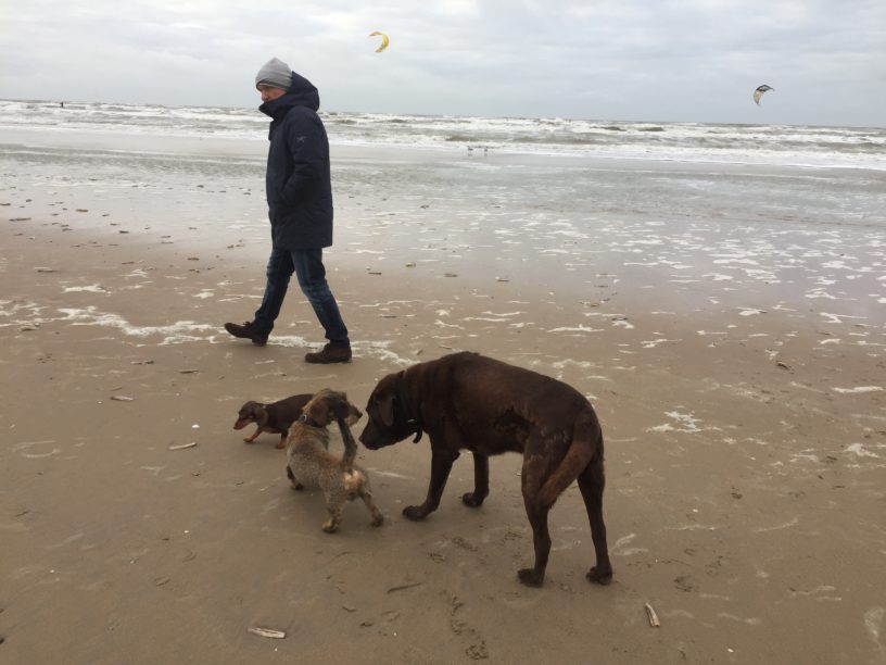 Zandvoort dogs