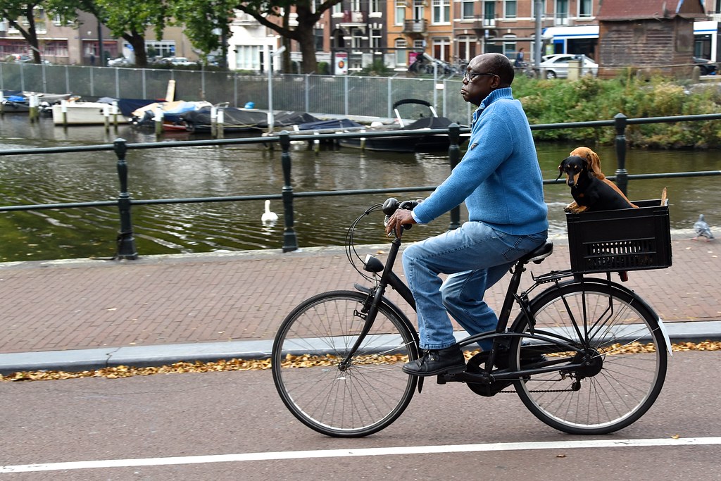 First impression of Amsterdam Dogs Enjoy Amsterdam