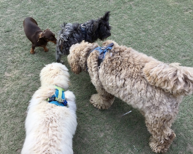 Dogs meet at Vondelpark Amsterdam