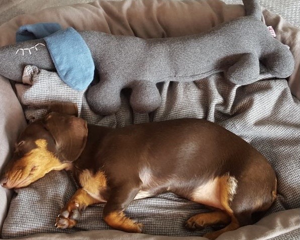 Dachshund Pim at her new home in Amsterdam