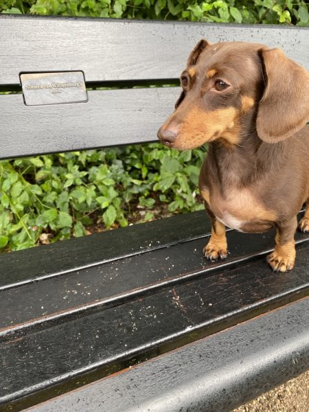 Dog blog Amsterdam Sinatras bench