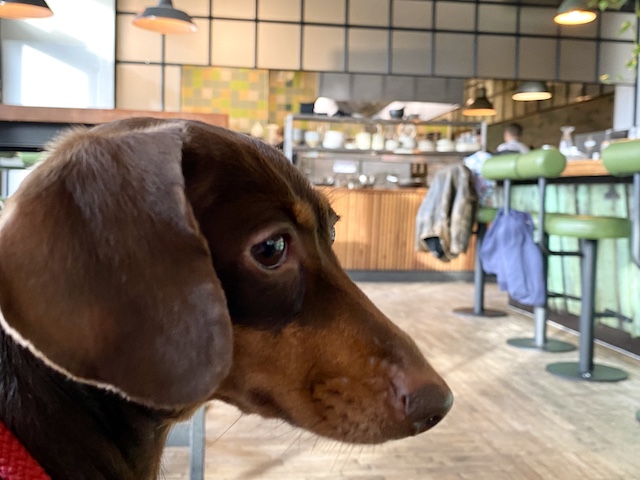Dog friendly restaurants Amsterdam Pim Hoogendam